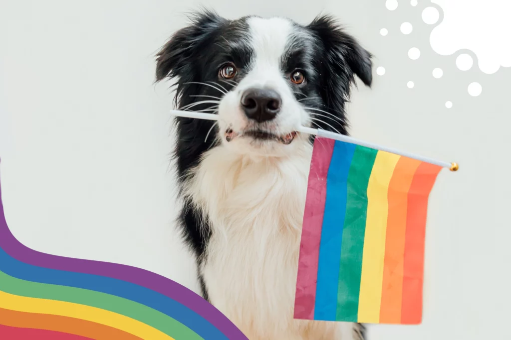 nuestro amigo canino porta la bandera del orgullo pride 